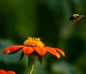 2022 09 12 LongFellowGardens 036